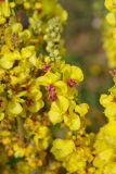 Verbascum laxum