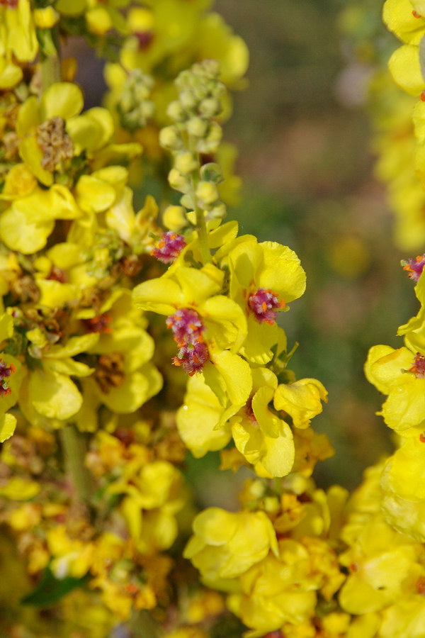 Изображение особи Verbascum laxum.