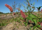 Persicaria scabra