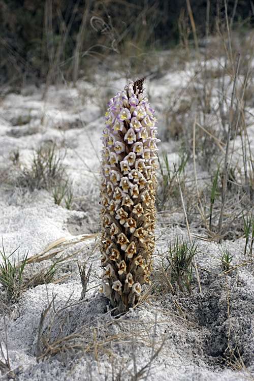 Image of Cistanche salsa specimen.