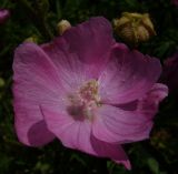 Malva moschata