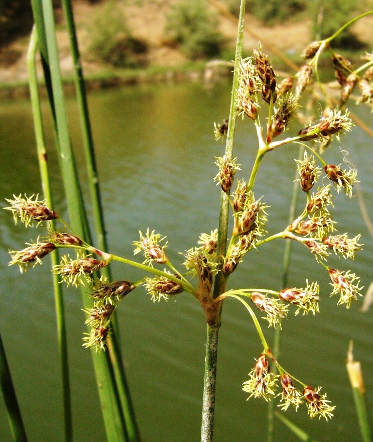 Изображение особи Schoenoplectus litoralis.