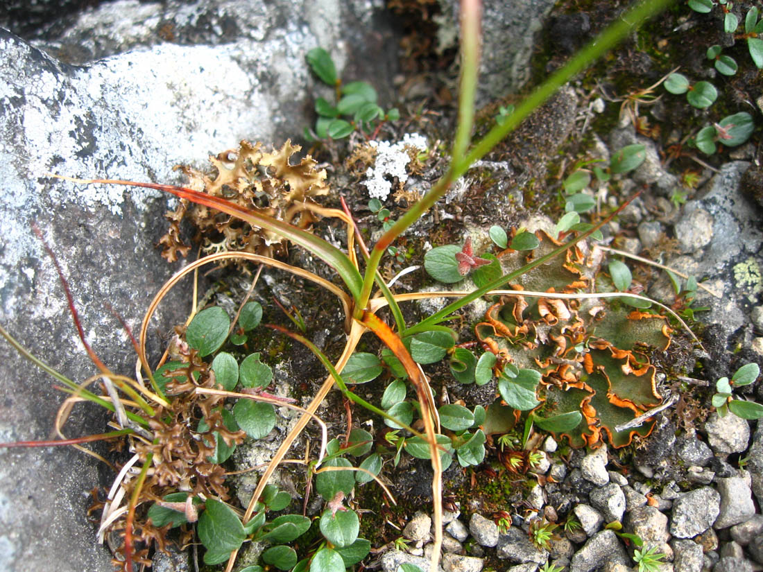 Изображение особи Luzula parviflora.