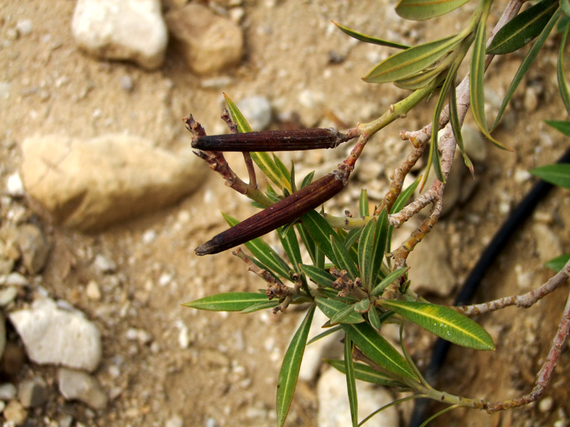 Image of Nerium oleander specimen.