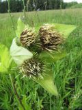 Cirsium oleraceum