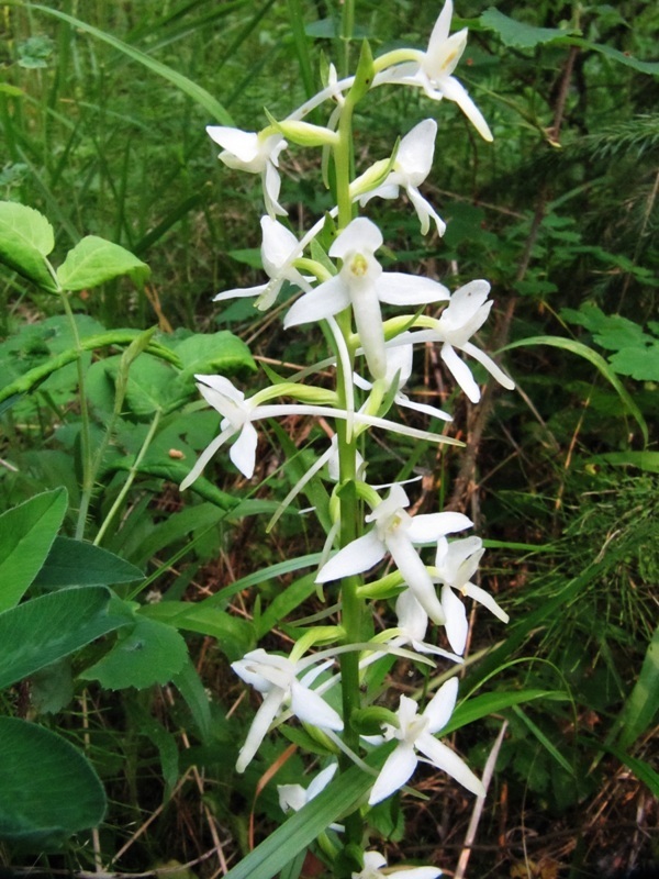 Изображение особи Platanthera bifolia.