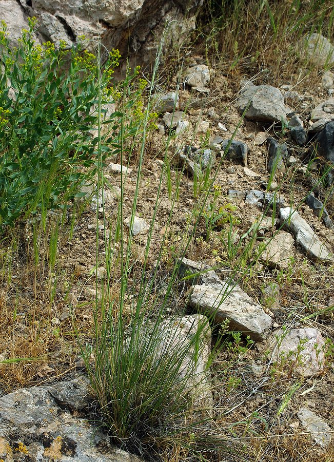 Image of genus Stipa specimen.