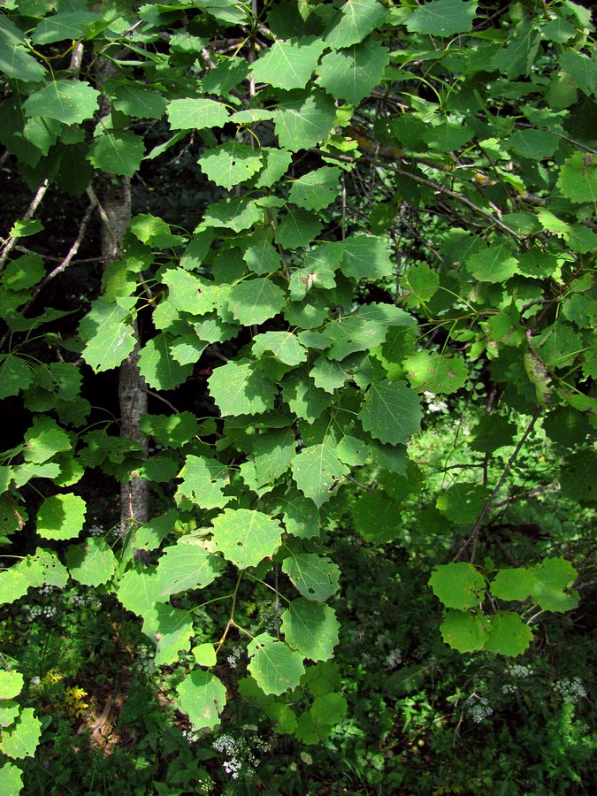 Image of Populus tremula specimen.