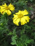 Tagetes erecta. Верхушка цветущего растения. Санкт-Петербург, клумба. 16 сентября 2010 г.