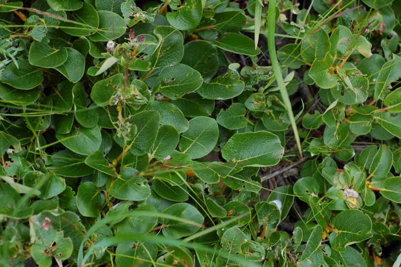 Изображение особи Salix nakamurana.