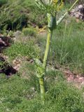 Ferula tenuisecta