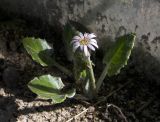 Leibnitzia anandria