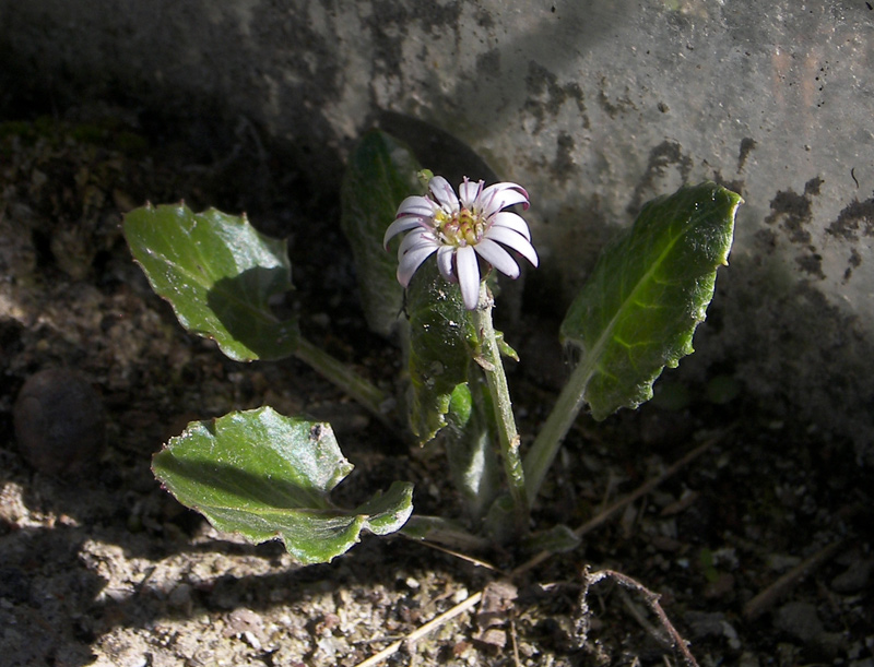 Image of Leibnitzia anandria specimen.