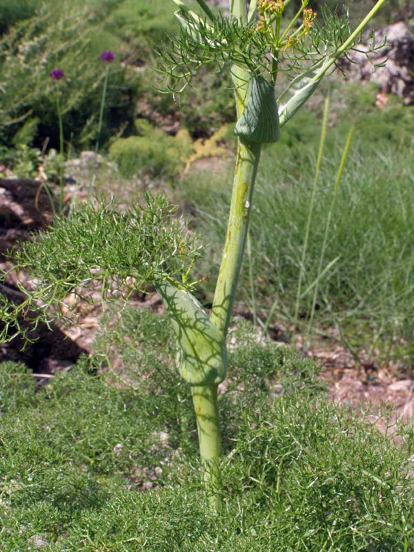 Изображение особи Ferula tenuisecta.