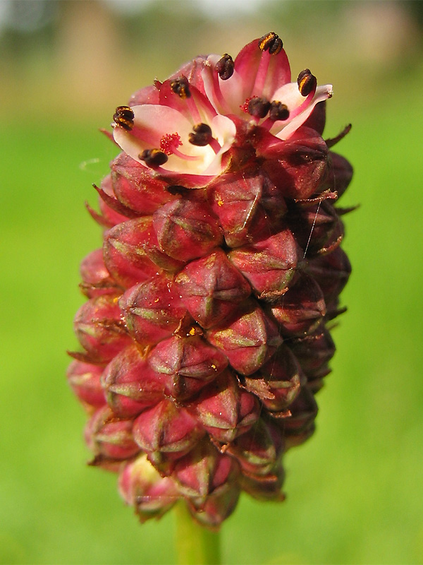 Image of Sanguisorba officinalis specimen.