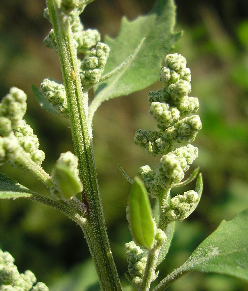 Изображение особи Chenopodium album.