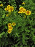 Pulicaria dysenterica. Цветущее растение. Нидерланды, провинция Groningen, национальный парк Lauwersmeer, влажная луговина. 20 июля 2008 г.