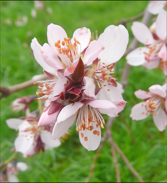 Изображение особи Amygdalus communis.