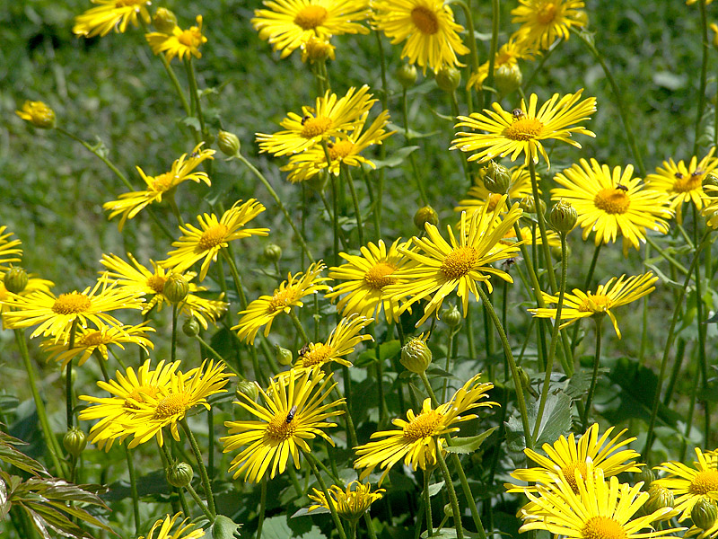 Изображение особи Doronicum carpaticum.