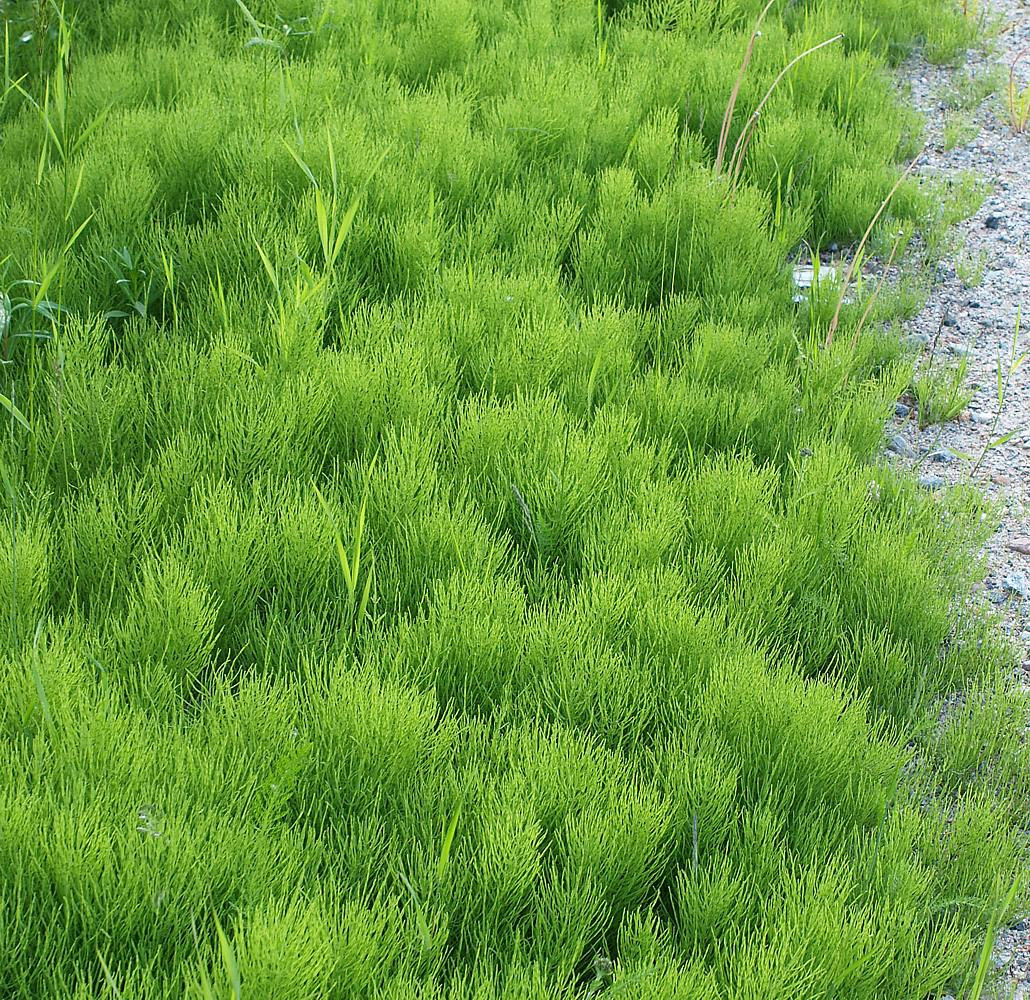 Изображение особи Equisetum arvense.