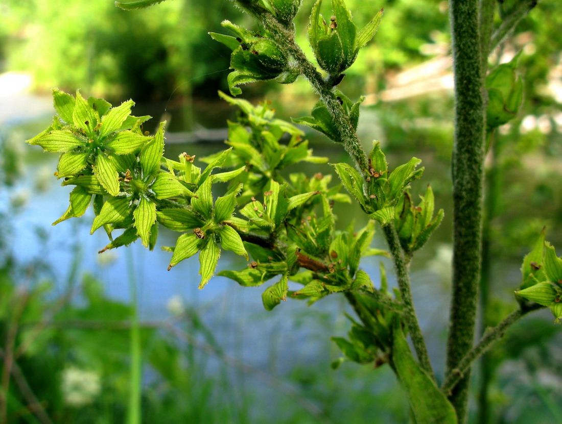 Изображение особи род Veratrum.