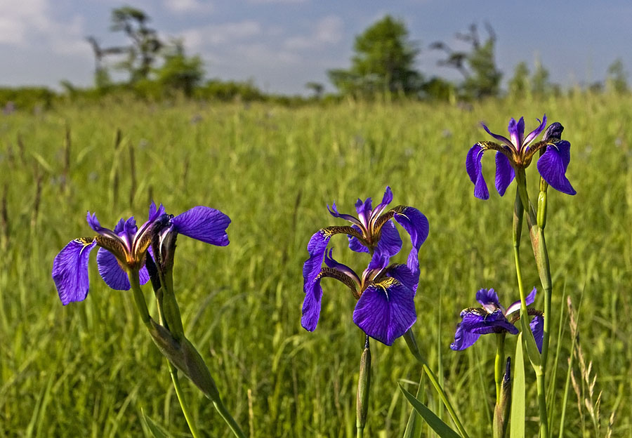 Изображение особи Iris setosa.