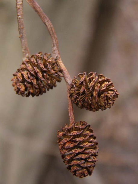 Изображение особи Alnus incana.