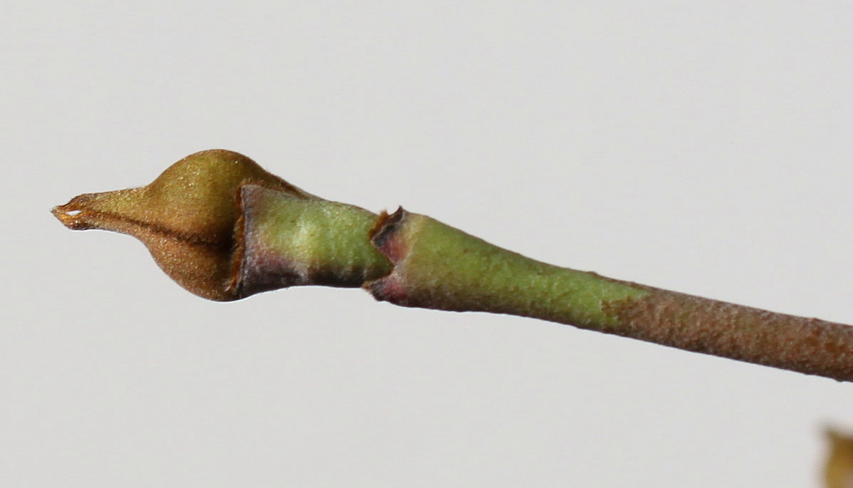 Image of Cynoxylon kousa specimen.