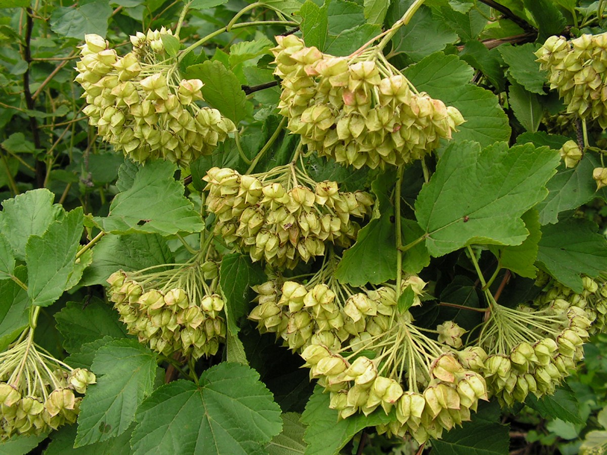 Image of Physocarpus opulifolius specimen.