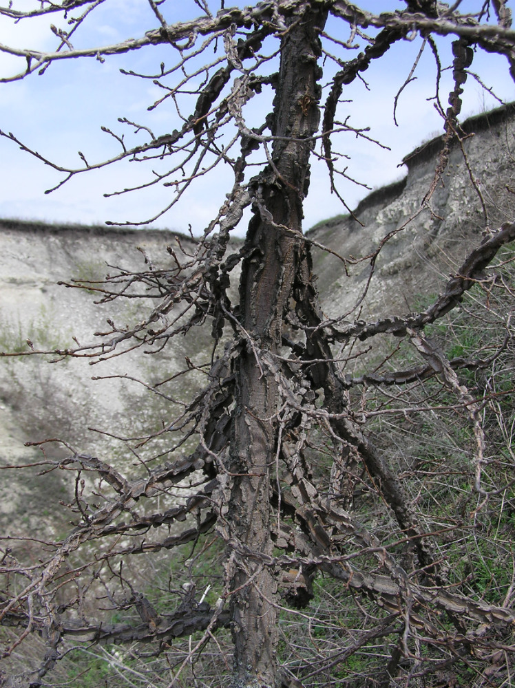 Image of Ulmus minor specimen.
