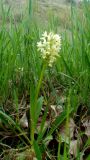 Dactylorhiza subspecies georgica