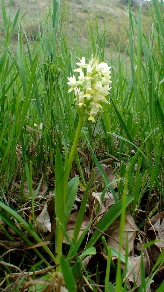 Изображение особи Dactylorhiza romana ssp. georgica.