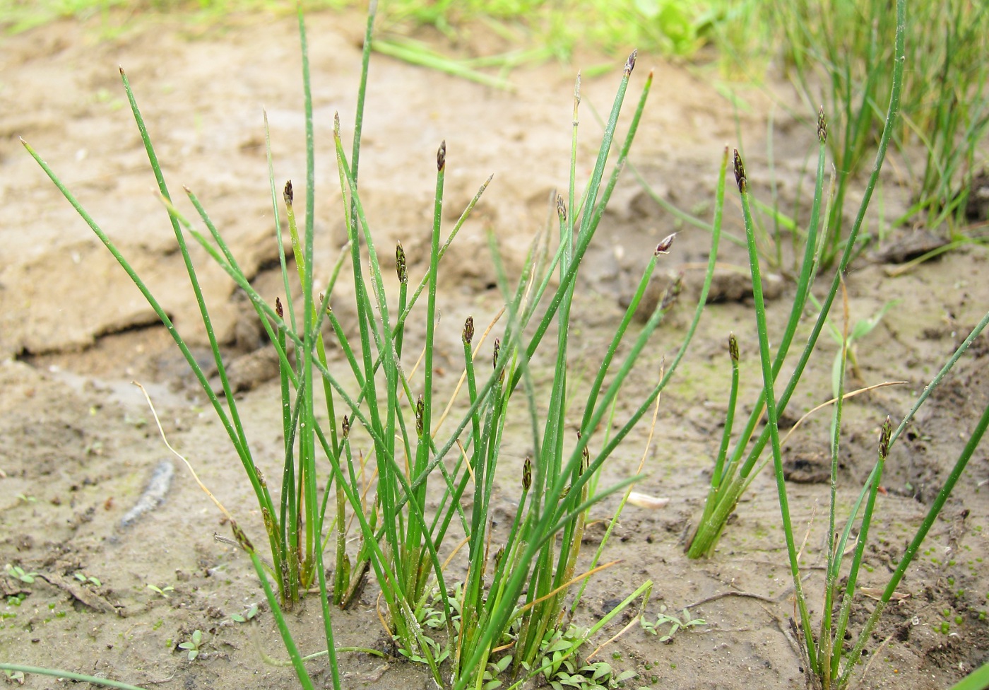 Image of Eleocharis palustris specimen.