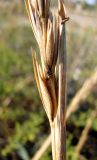 Leymus racemosus subspecies sabulosus. Часть соплодия. Зап. Крым, г. Саки, берег моря у детского оздоровительного лагеря \"Прибрежный\". 30.08.2011.
