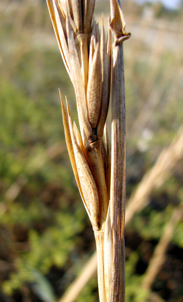 Изображение особи Leymus racemosus ssp. sabulosus.