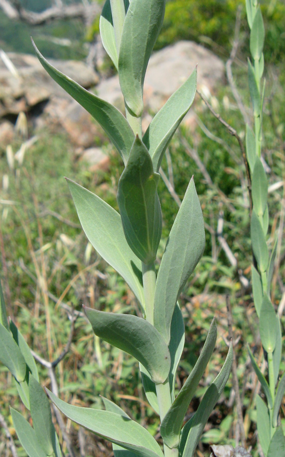 Image of Linaria genistifolia specimen.