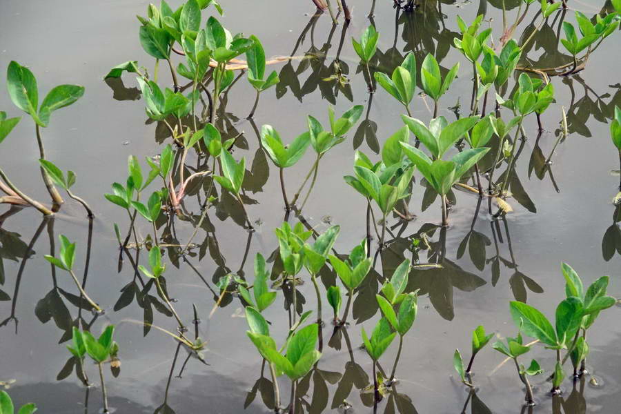 Image of Menyanthes trifoliata specimen.