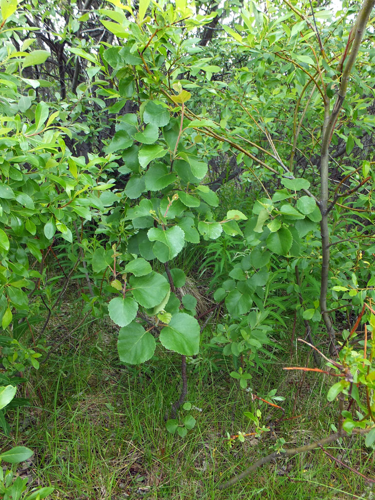 Image of genus Betula specimen.