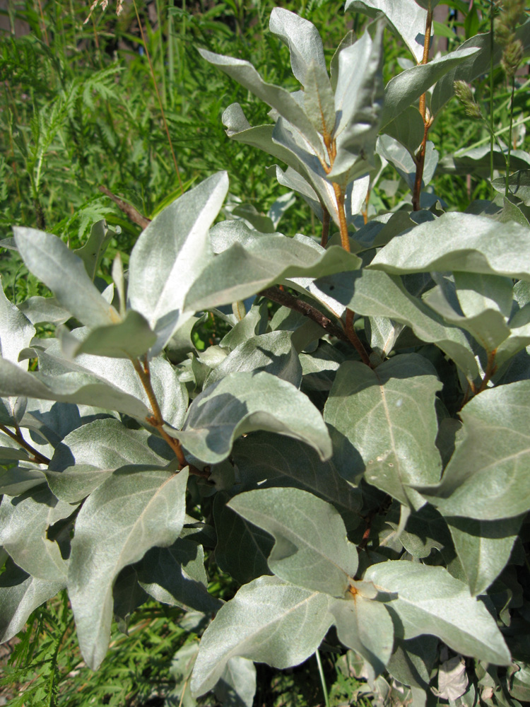 Image of Elaeagnus commutata specimen.