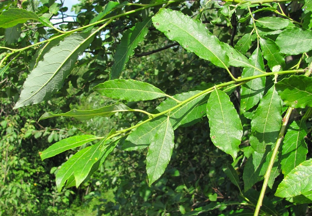 Image of Salix caprea specimen.