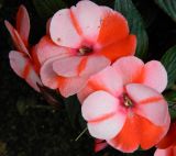 Impatiens walleriana. Цветки. Крым, г. Севастополь, клумба. Апрель 2012 г.