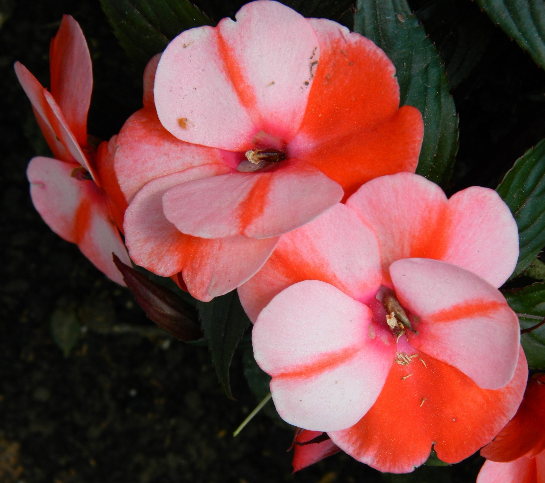 Изображение особи Impatiens walleriana.