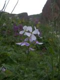 Hesperis voronovii