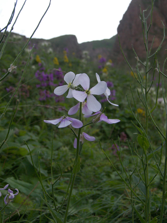 Image of Hesperis voronovii specimen.