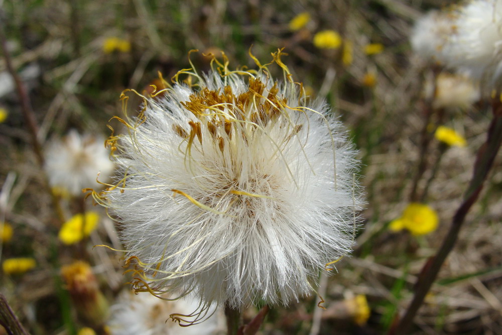 Изображение особи Tussilago farfara.