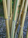 Phyllostachys aureosulcata. Побеги. Южный берег Крыма, пгт Партенит, ЛОК \"Айвазовское\". 26 августа 2012 г.