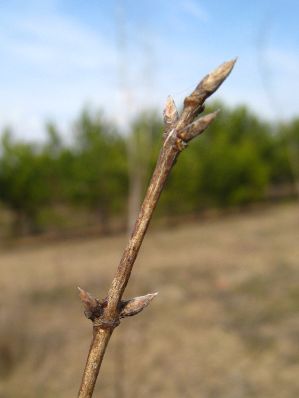 Изображение особи Lonicera xylosteum.