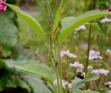 Persicaria orientalis