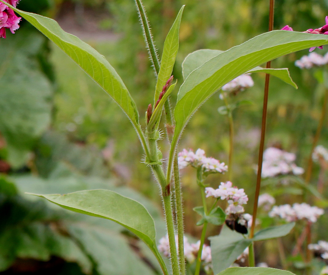 Image of Persicaria orientalis specimen.