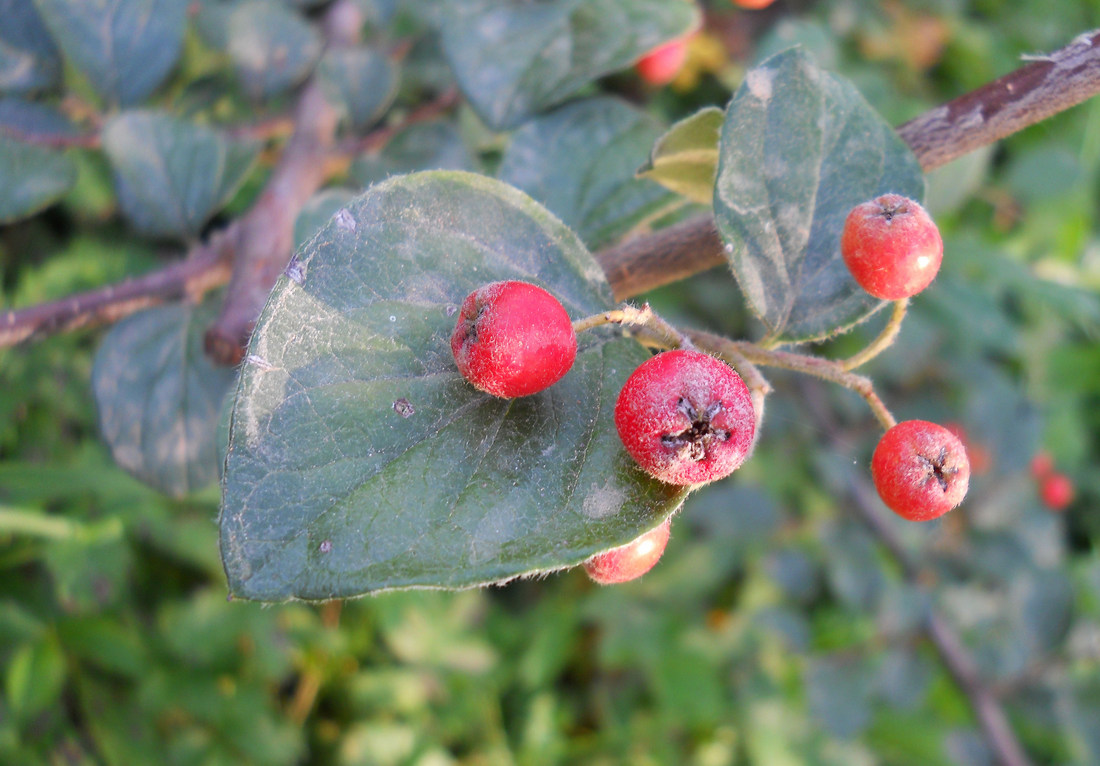 Изображение особи Cotoneaster rotundifolius.